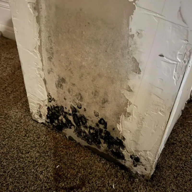 Professional Mold Removal in Plainville, MA